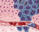 Cell Organelles Cell Organelles