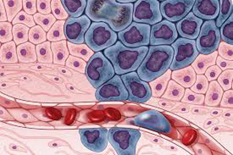 Cell Organelles